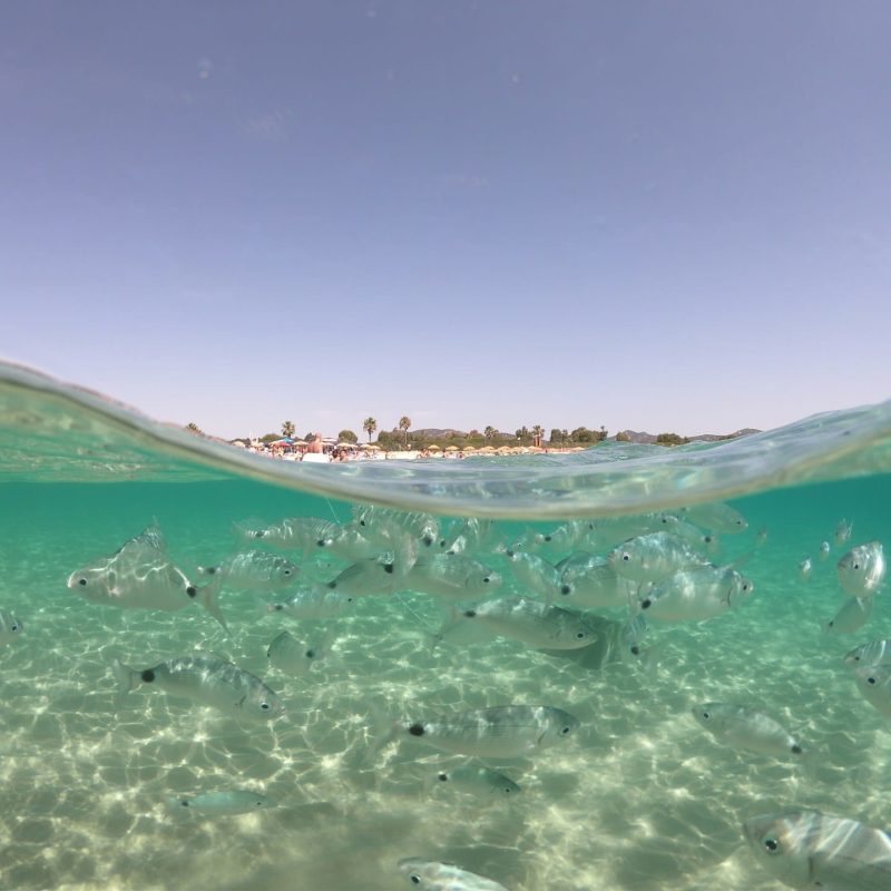 agora apartments villasimius sardegna attivita villasimius